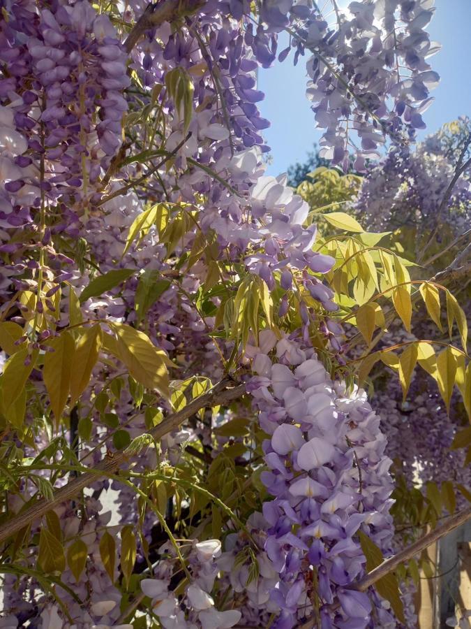 Lilac House Corfu  Εξωτερικό φωτογραφία